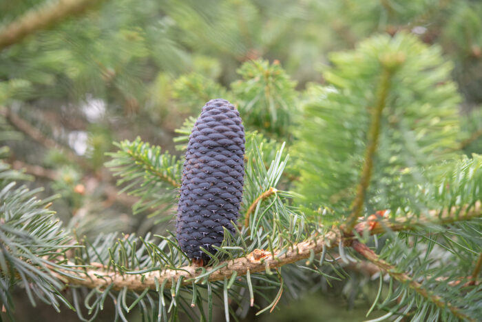 Sikkim Fir (Abies densa)