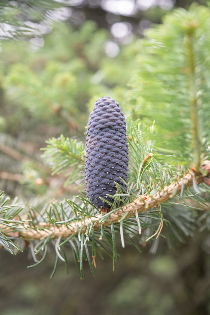 Sikkim Fir (Abies densa)