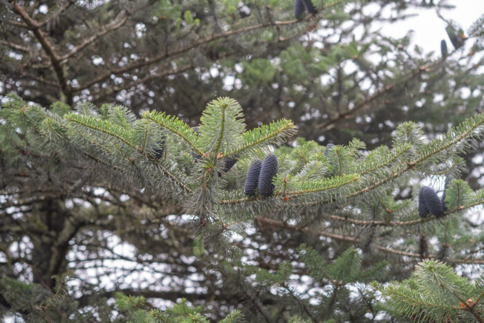 Sikkim Fir (Abies densa)