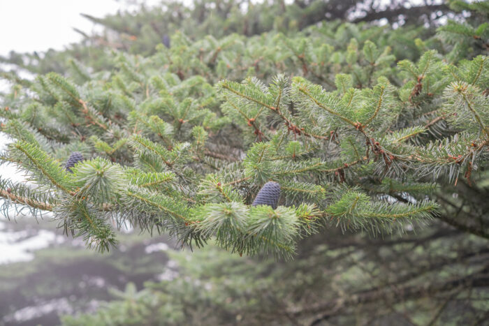 Sikkim Fir (Abies densa)