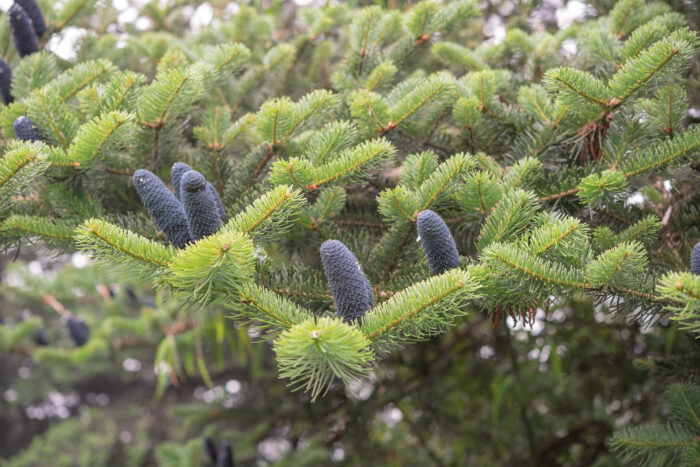 Sikkim Fir (Abies densa)