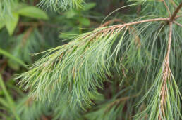 Blue Pine (Pinus wallichiana)