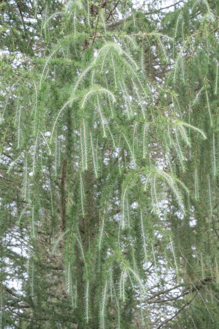 Sikkim Larch (Larix griffithii)