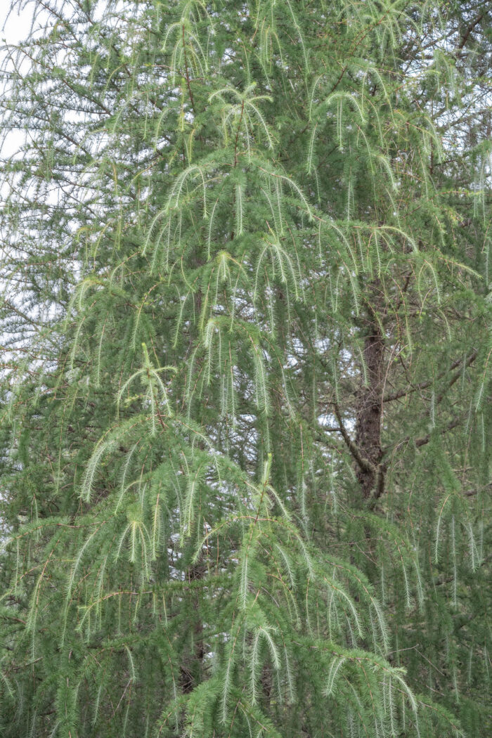 Sikkim Larch (Larix griffithii)