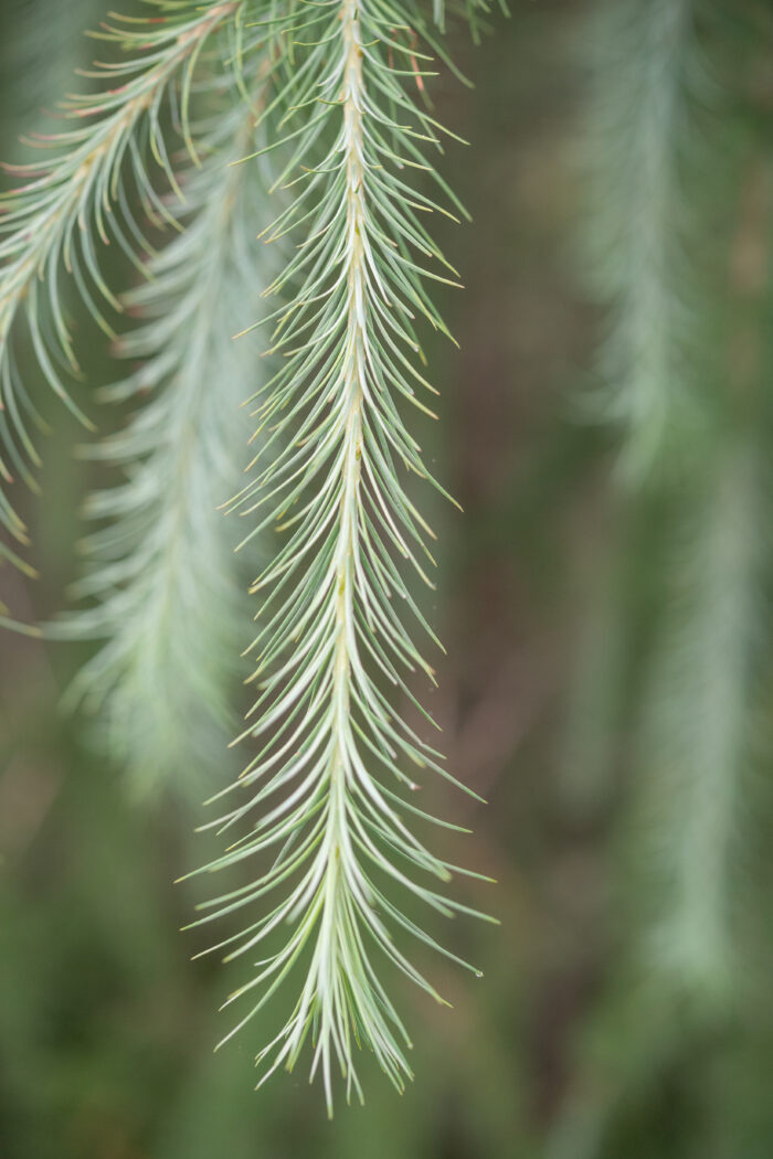 Sikkim Larch (Larix griffithii)