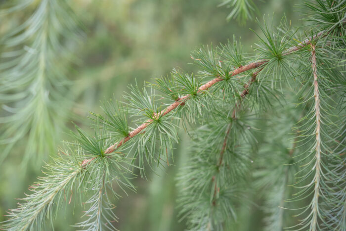 Sikkim Larch (Larix griffithii)