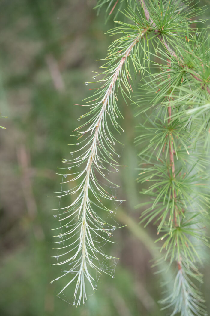 Sikkim Larch (Larix griffithii)