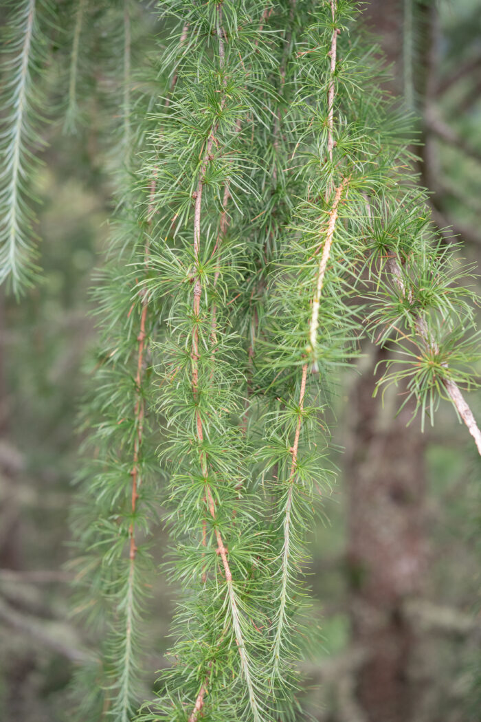 Sikkim Larch (Larix griffithii)