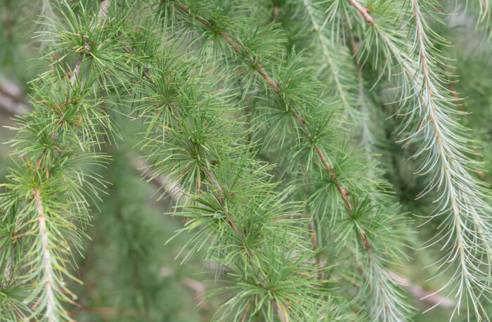 Sikkim Larch (Larix griffithii)