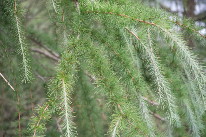 Sikkim Larch (Larix griffithii)