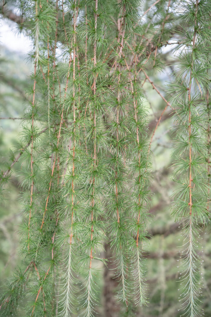 Sikkim Larch (Larix griffithii)