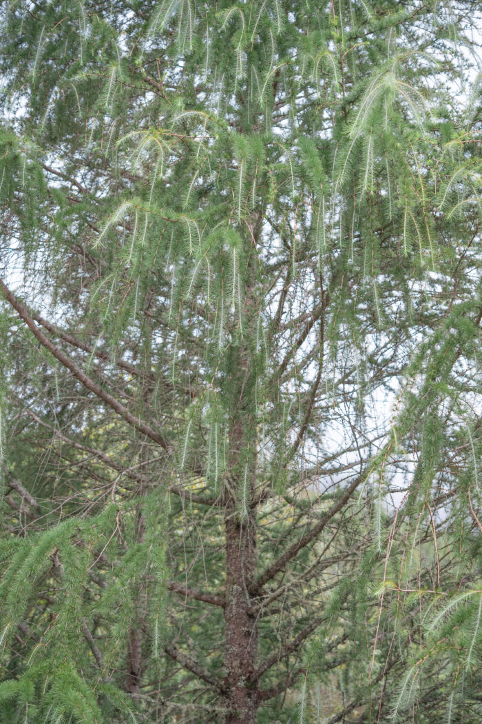 Sikkim Larch (Larix griffithii)