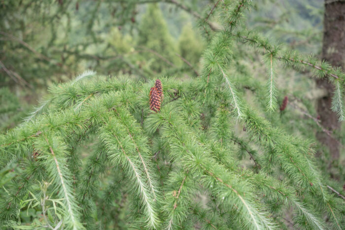 Sikkim Larch (Larix griffithii)