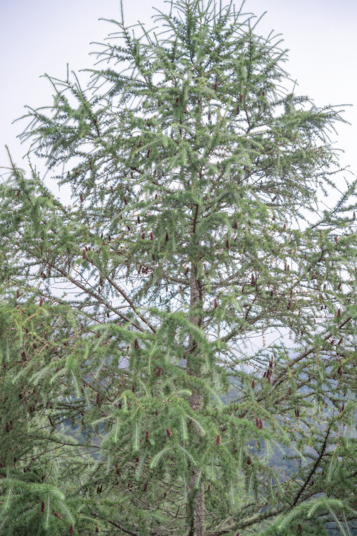 Sikkim Larch (Larix griffithii)