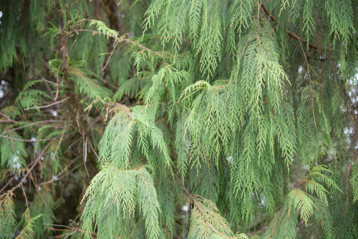 Arunachal plant (Cupressoideae)