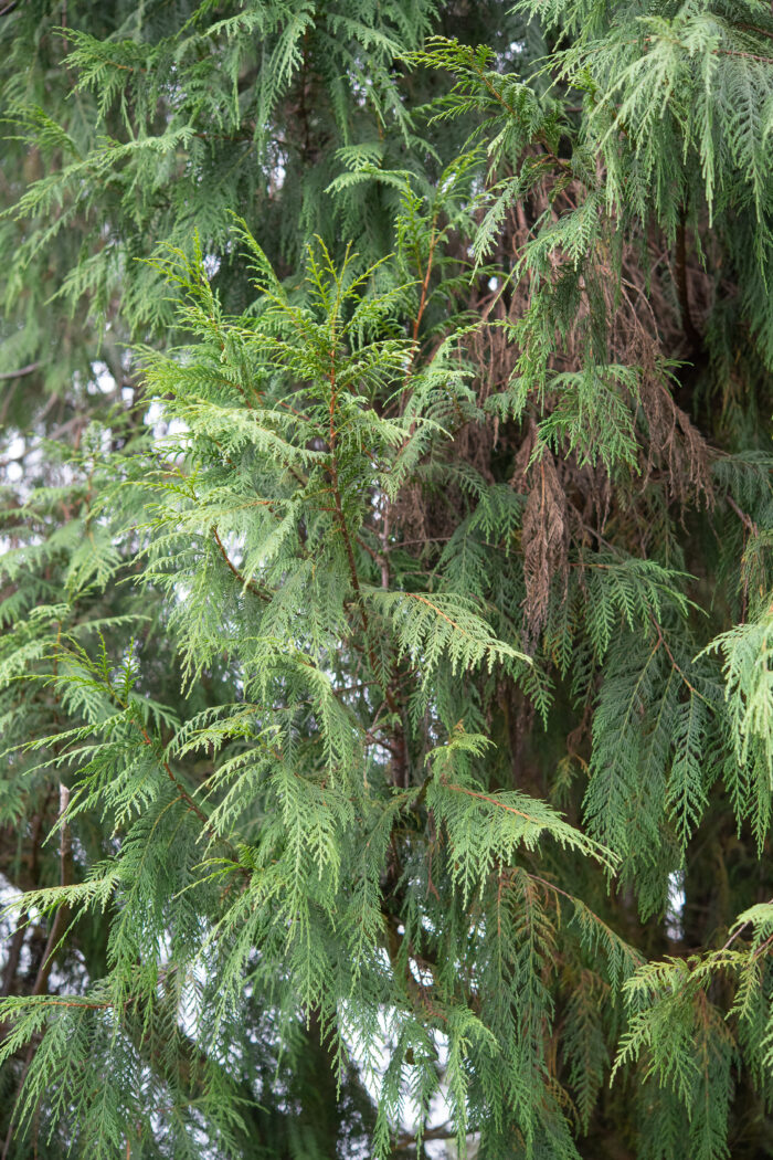 Arunachal plant (Cupressoideae)