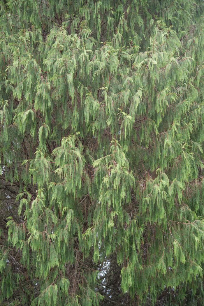 Arunachal plant (Cupressoideae)