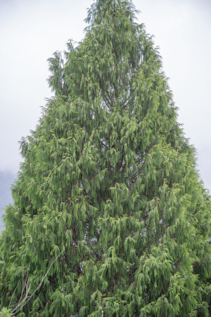 Arunachal plant (Cupressoideae)