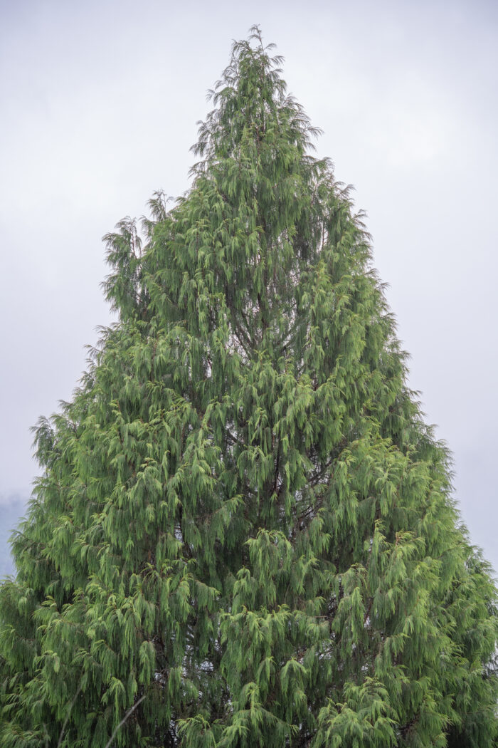 Arunachal plant (Cupressoideae)