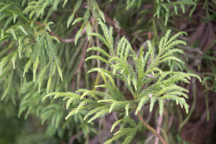 Sugi (Cryptomeria japonica)