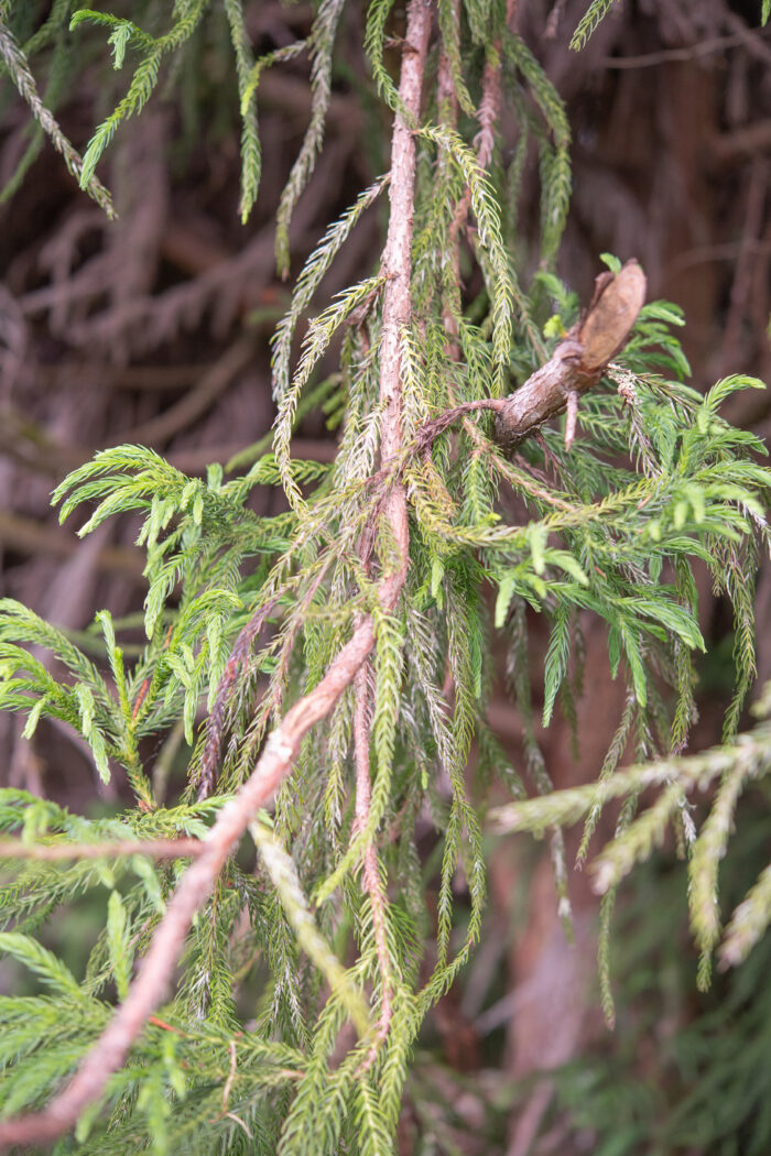 Sugi (Cryptomeria japonica)