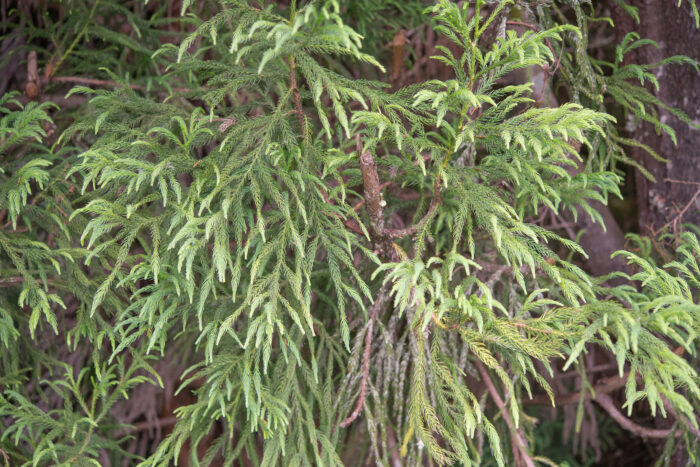 Sugi (Cryptomeria japonica)