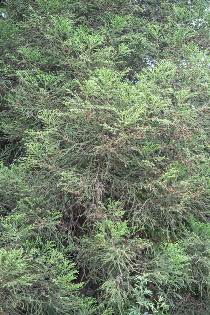 Sugi (Cryptomeria japonica)