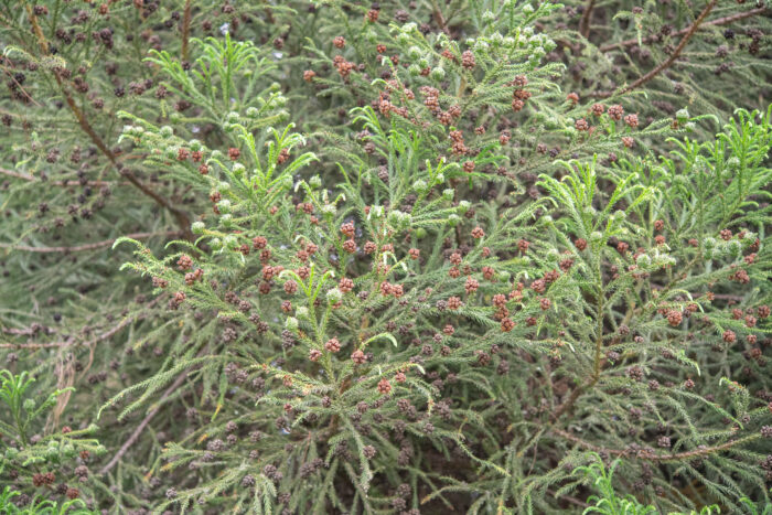 Sugi (Cryptomeria japonica)