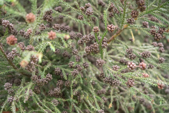 Sugi (Cryptomeria japonica)