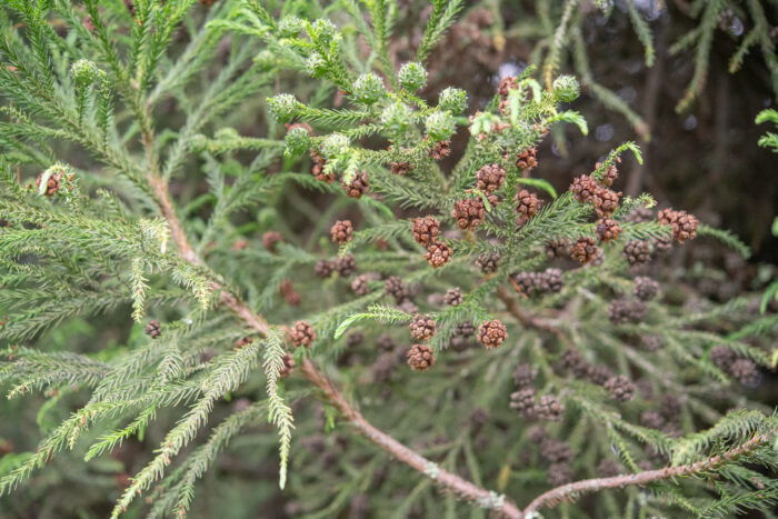 Sugi (Cryptomeria japonica)