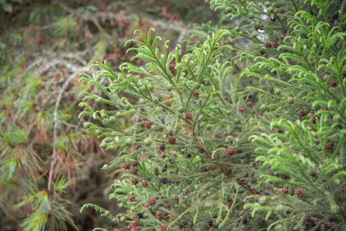 Sugi (Cryptomeria japonica)