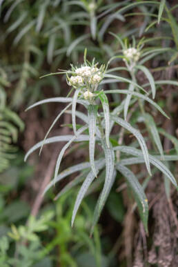 Arunachal plant (Gnaphaliinae)