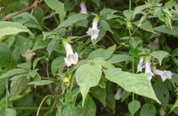 Arunachal plant (Strobilanthes)