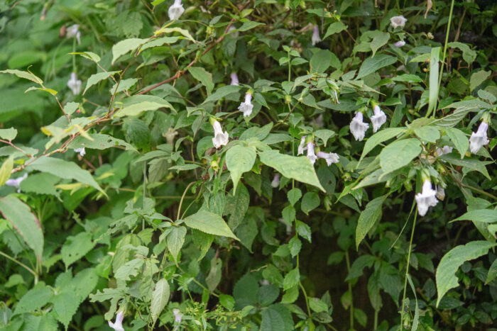 Arunachal plant (Strobilanthes)