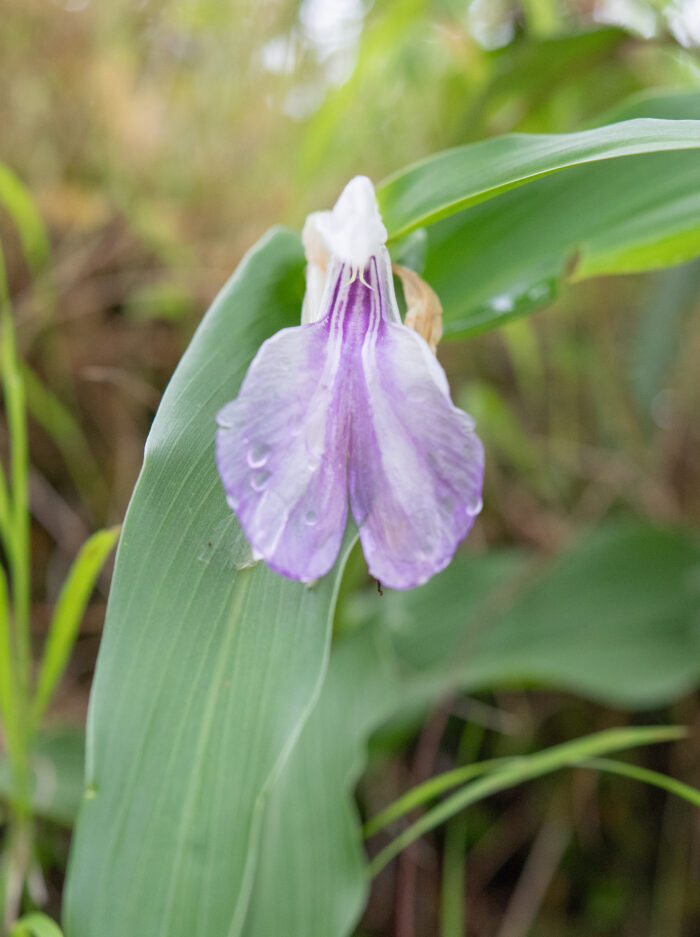 Arunachal plant (Roscoea)