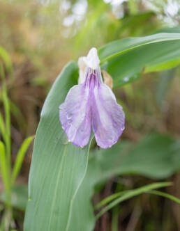 Arunachal plant (Roscoea)