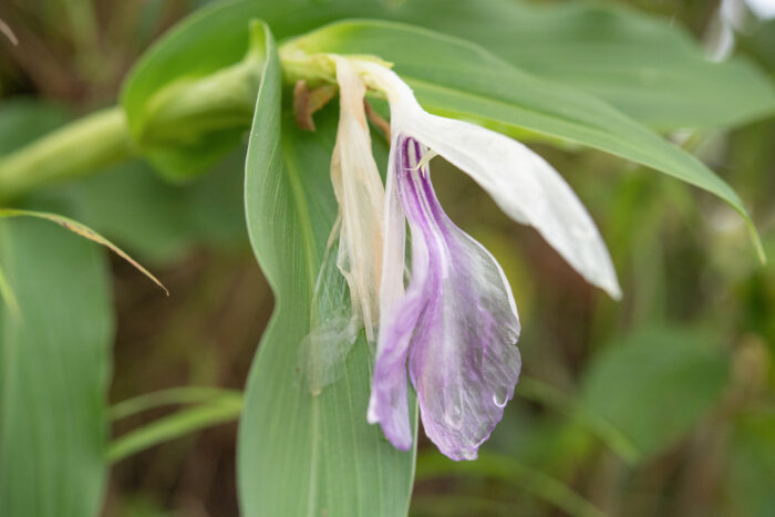 Arunachal plant (Roscoea)