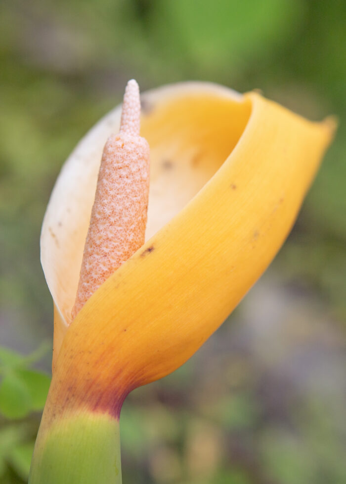 Arunachal plant (Araceae)