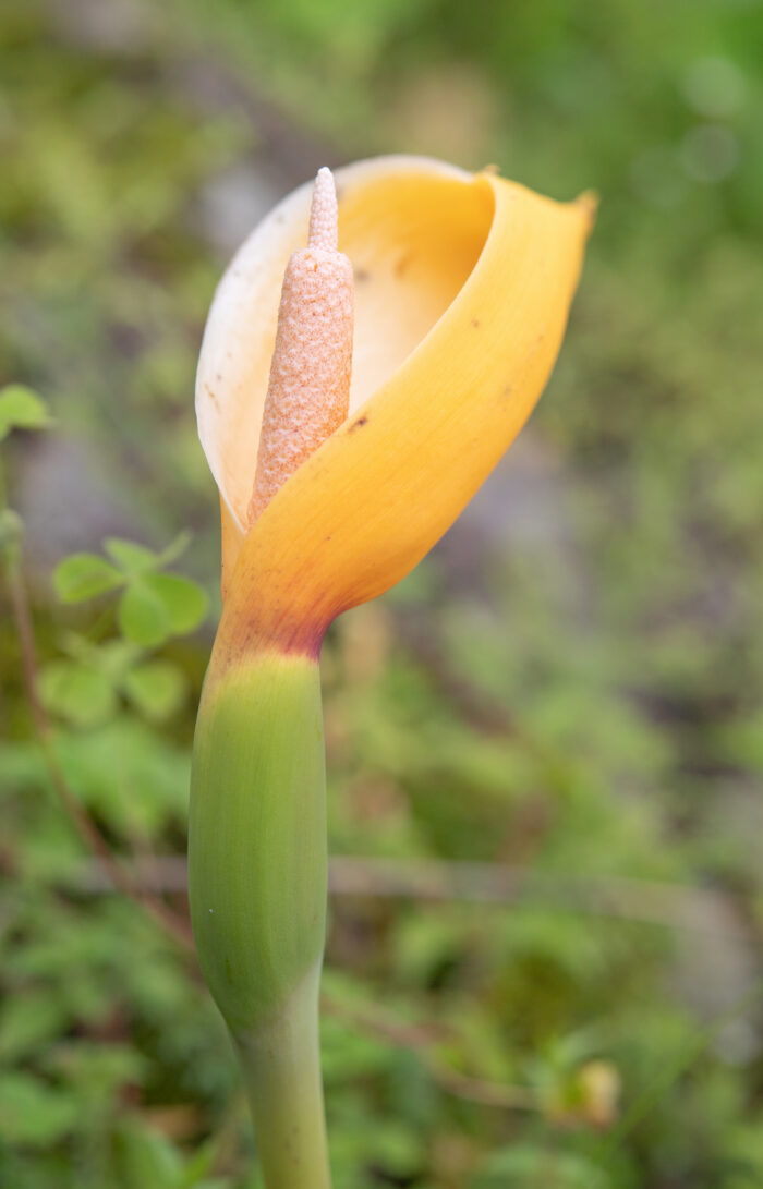 Arunachal plant (Araceae)