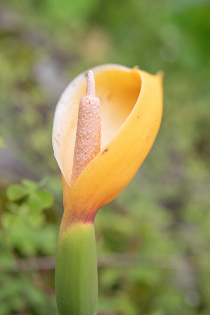 Arunachal plant (Araceae)