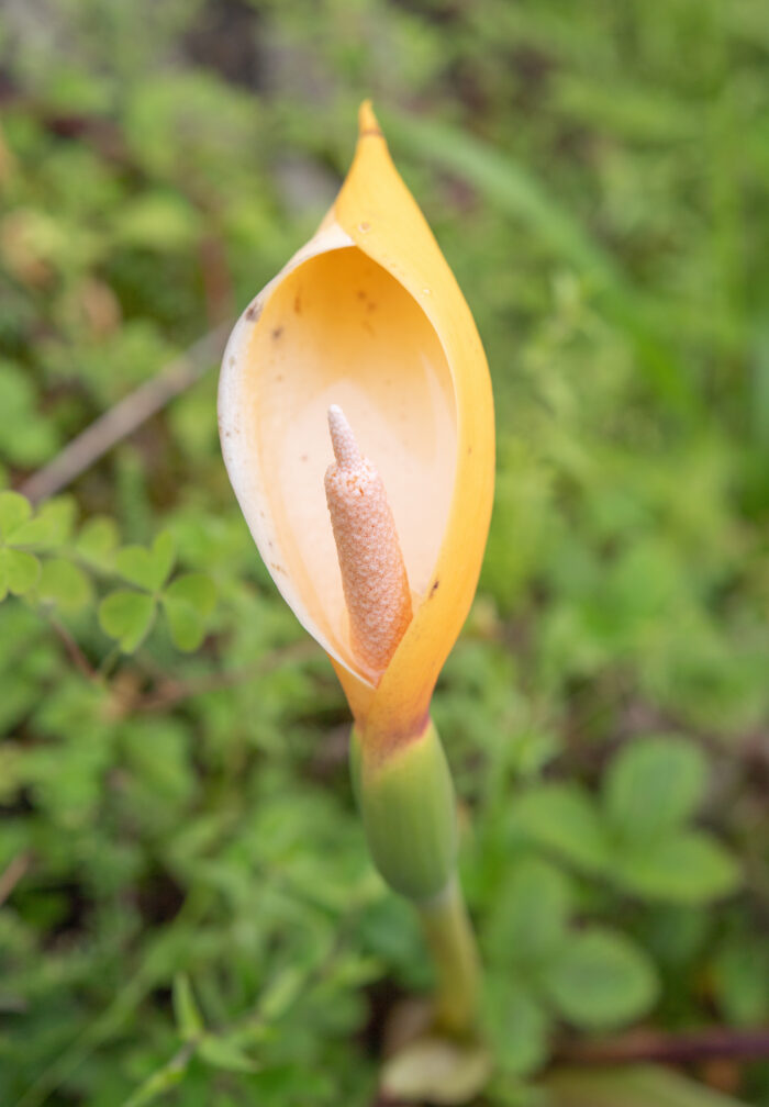 Arunachal plant (Araceae)