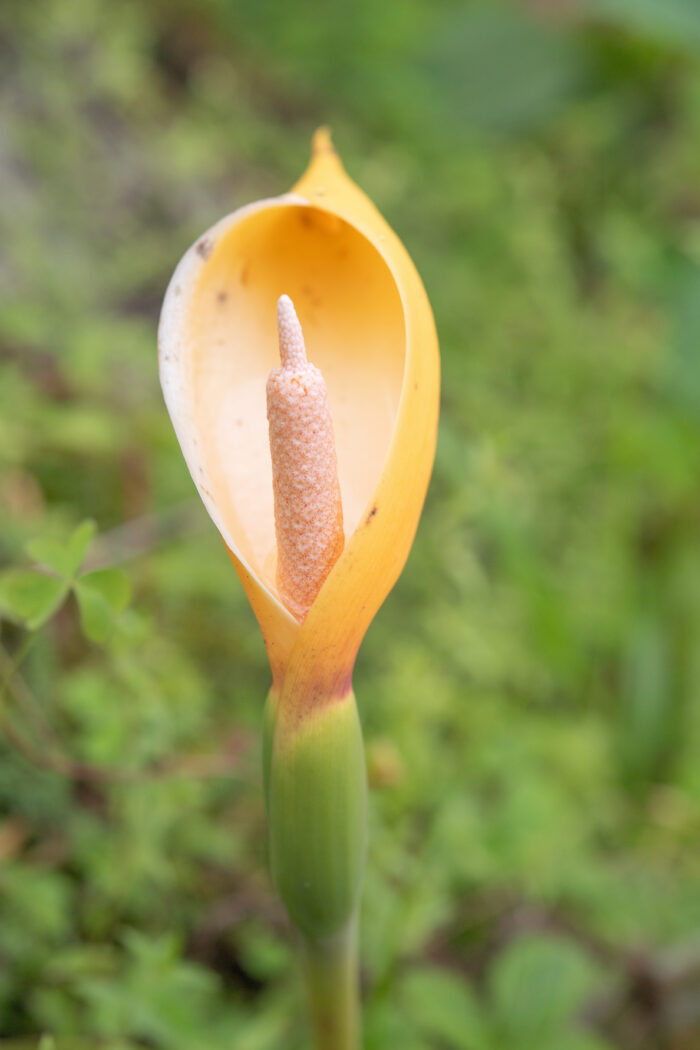 Arunachal plant (Araceae)