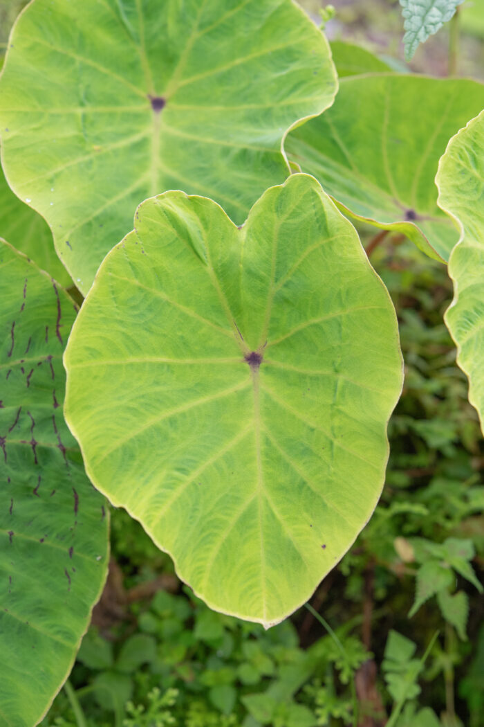 Arunachal plant (Araceae)