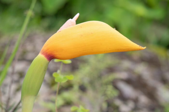 Arunachal plant (Araceae)