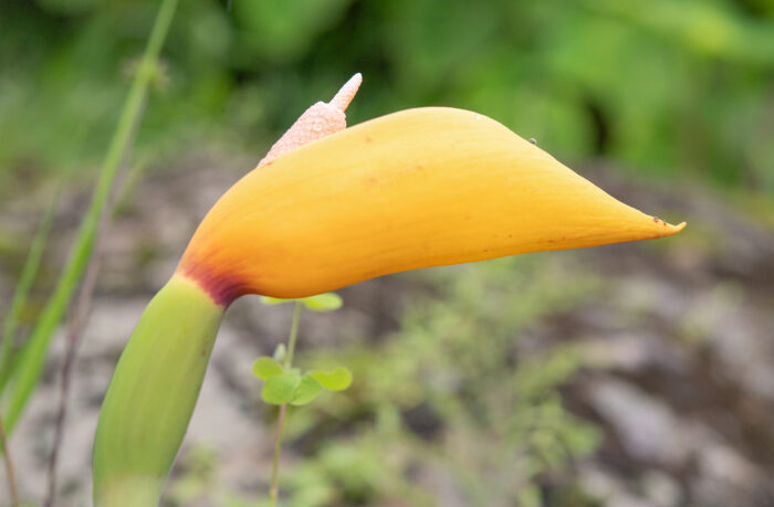 Arunachal plant (Araceae)