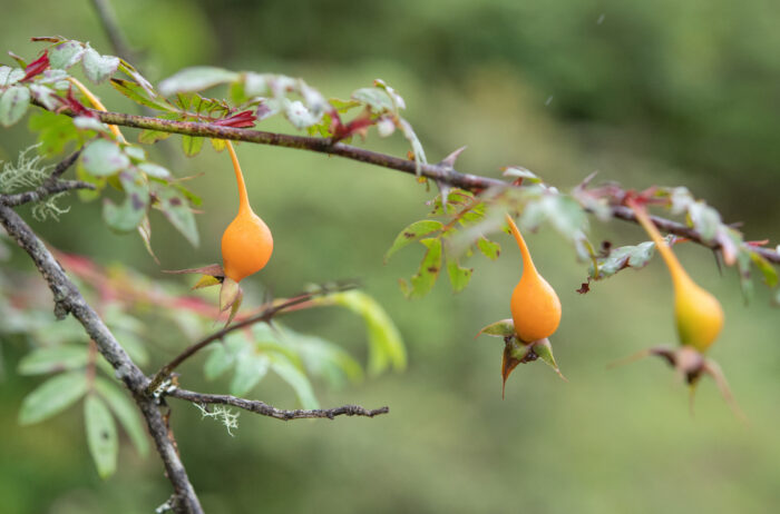 Silky Rose (Rosa sericea)