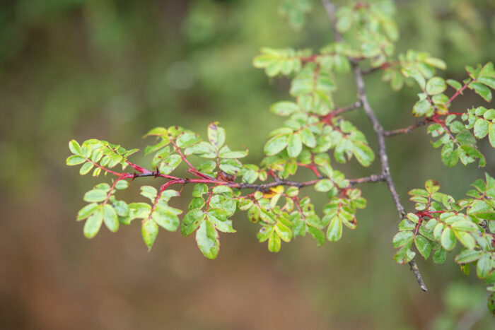 Silky Rose (Rosa sericea)