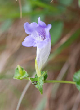 Arunachal plant (Strobilanthes)