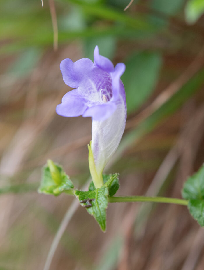 Arunachal plant (Strobilanthes)