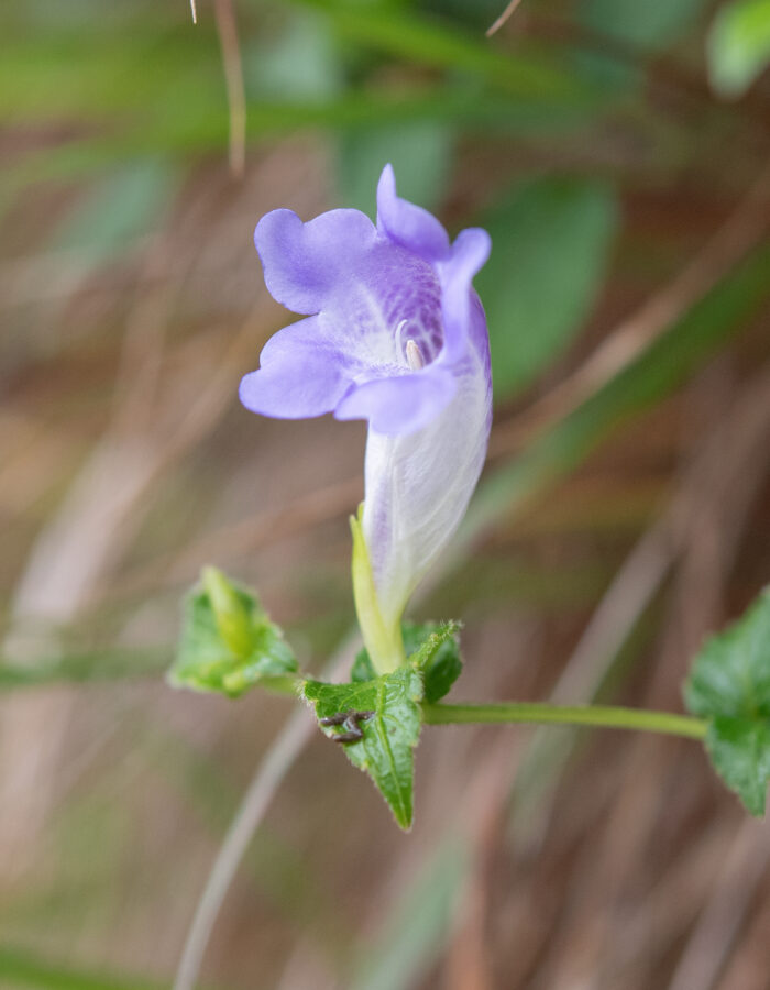 Arunachal plant (Strobilanthes)